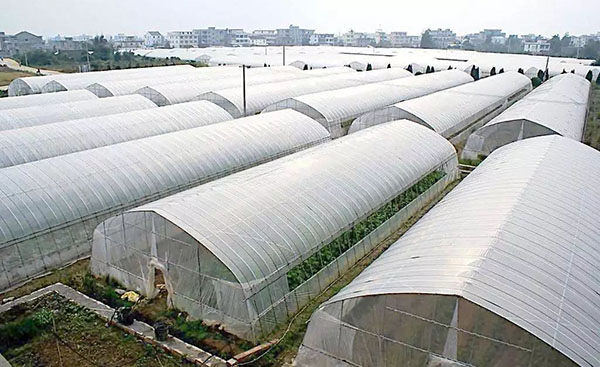 桑植县单体大棚