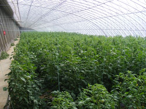 桑植县单体大棚